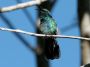 CostaRica06 - 047 * Green Violet-Ear Hummingbird